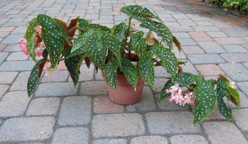 B. ‘Maryann Flunker’
